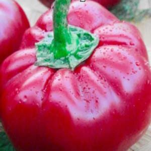 Перець Обрій пакет 30 насінин