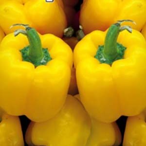 Перець Ярослав пакет 30 насінин