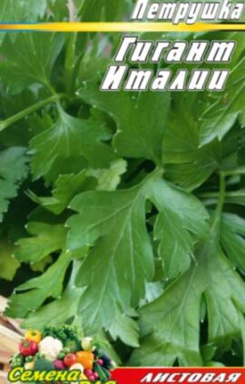 Петрушка листова Гігант Італії пакет 3000 насінин.