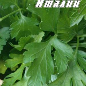 Петрушка листова Гігант Італії пакет 3000 насінин.
