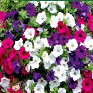 Петуния Каскадный водопад пакет 0