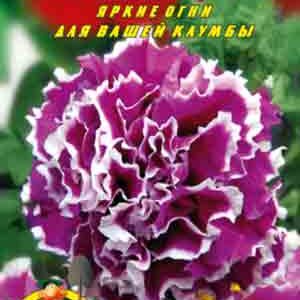 Петуния Орхидея пакет 0
