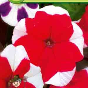 Петуния Звездопад пакет 0