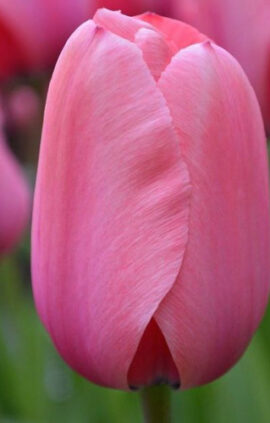 Тюльпан Пінк Імпрешн 500 цибулин розмір 12+