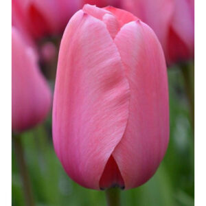 Тюльпан Пінк Імпрешн 500 цибулин розмір 12+