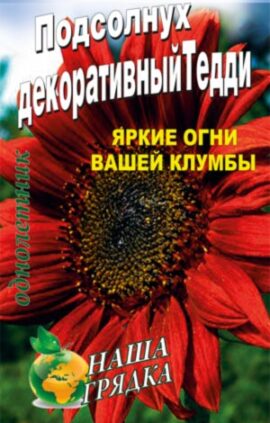 Соняшник Тедді 0