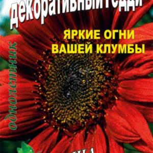 Соняшник Тедді 0