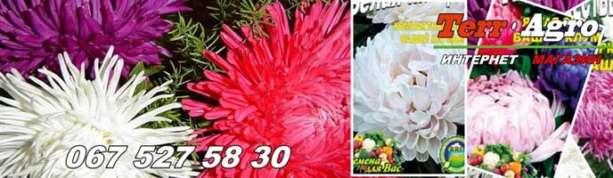 Популярні сорти айстр Айстри - найкращі сорти на зрізання