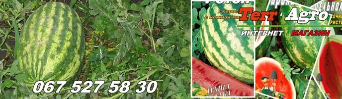 Кавун - посадка та догляд