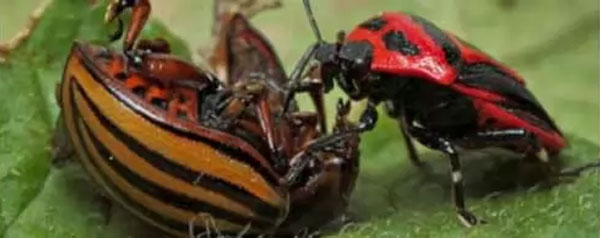 Препарати від колорадського жука