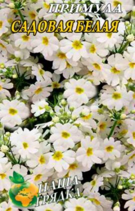 Примула Садова біла 0