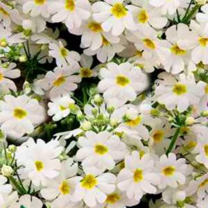 Примула Садова біла 0