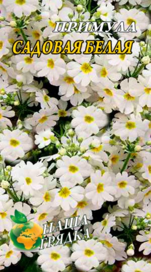 Примула Садова біла 0