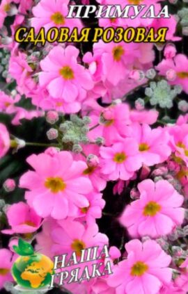 Примула Садова рожева 0
