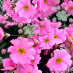 Примула Садова рожева 0