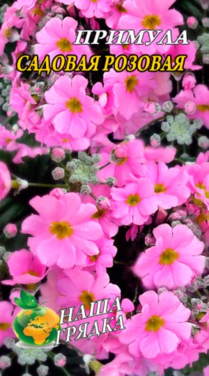 Примула Садова рожева 0