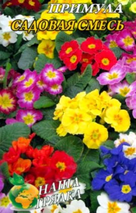 Примула Садова суміш 0