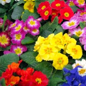 Примула Садова суміш 0