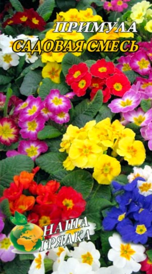 Примула Садова суміш 0