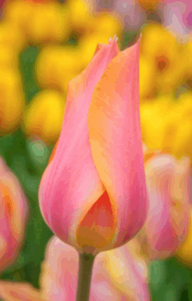 Тюльпан Біг Бразер 25 цибулин розмір 10/11