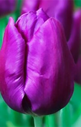 Тюльпан Пепл Пуріссіма 25 цибулин розмір 10/11