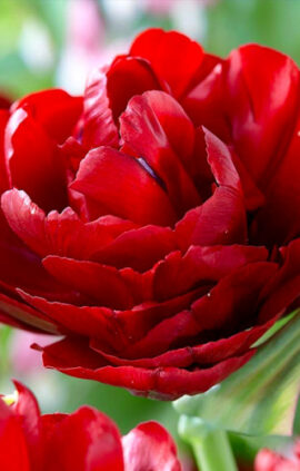 Тюльпан Долл 500 цибулин розмір 12+