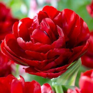 Тюльпан Долл 500 цибулин розмір 12+