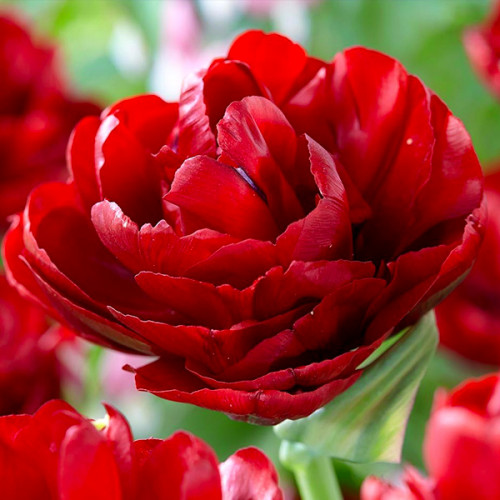 Тюльпан Долл 500 цибулин розмір 12+