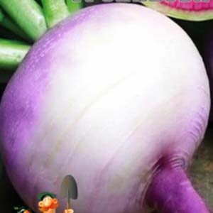 Редька лобо Трояндова пакет 10 г насіння