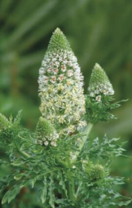 Резеда Запашна Мечеть пакет 0