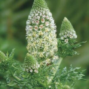 Резеда Запашна Мечеть пакет 0