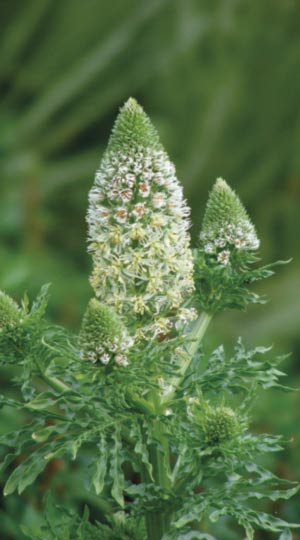 Резеда Запашна Мечеть пакет 0