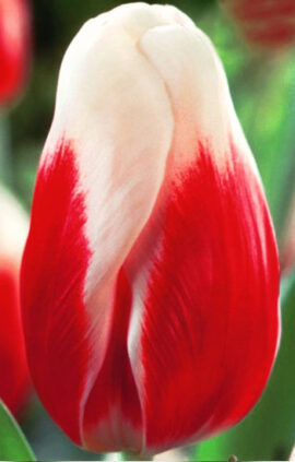 Тюльпан Роман Емпір 500 цибулин розмір 12+