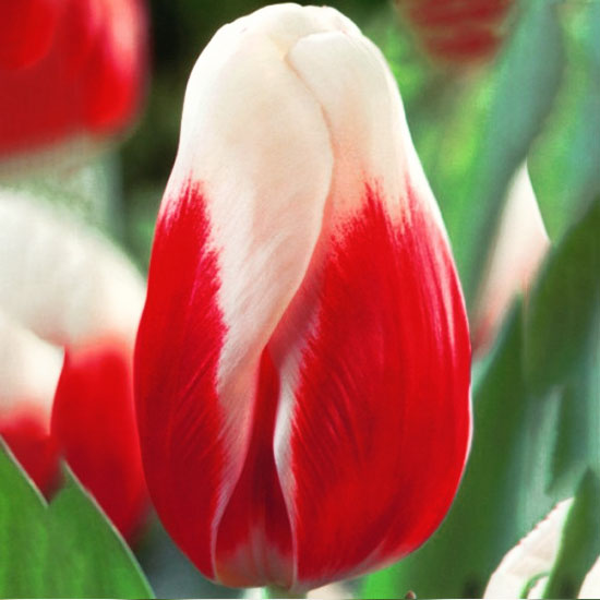 Тюльпан Роман Емпір 500 цибулин розмір 12+