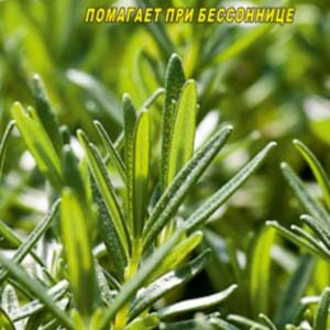 Розмарин Ніжність пакет 0