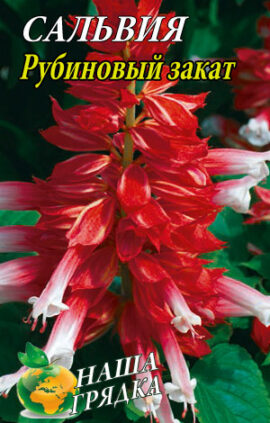 Сальвія блискуча Рубіновий захід 0