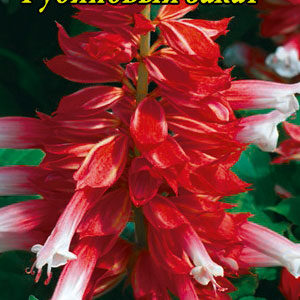 Сальвія блискуча Рубіновий захід 0