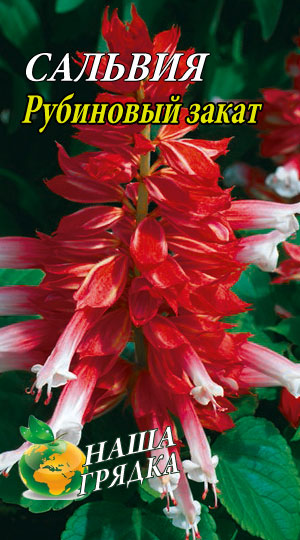 Сальвія блискуча Рубіновий захід 0