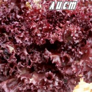 Салат Дубовий лист червоний пакет 0