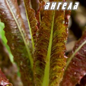 Салат Голова ангела пакет 0