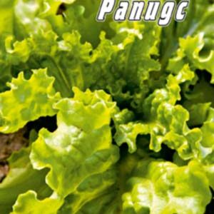 Салат Гранд Рапідс пакет 0