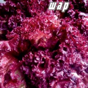 Салат Червоний шар пакет 0