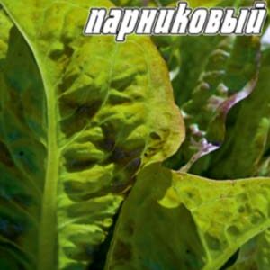 Салат Московський парниковий пакет 0