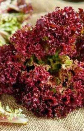 Салат Ред корал пакет 2 грама