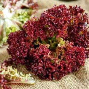 Салат Ред корал пакет 2 грама