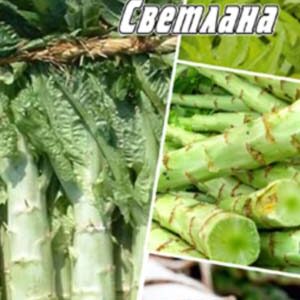 Салат спаржевий Світлана пакет 0