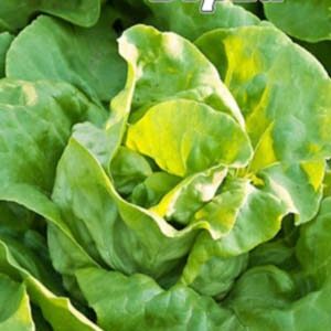 Салат Верна пакет 0