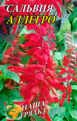 Сальвія блискуча Алегро 0
