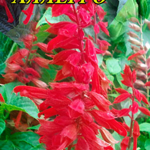 Сальвія блискуча Алегро 0