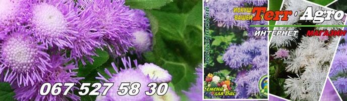 Насіння агератуму оптом